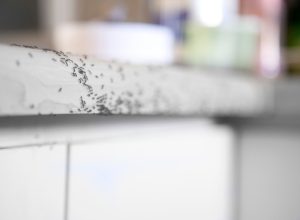 Ants crawling on a kitchen counter.