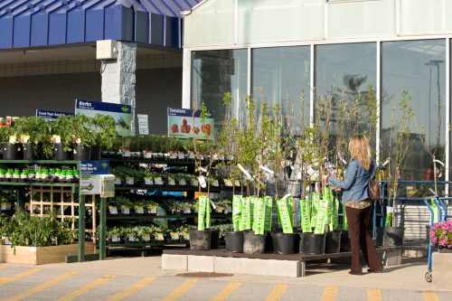 Chillicothe, Ohio, USA - April 13th, 2011: A female shopper in front of a Lowes Home Improvement Garden Center is choosing a fruit tree.