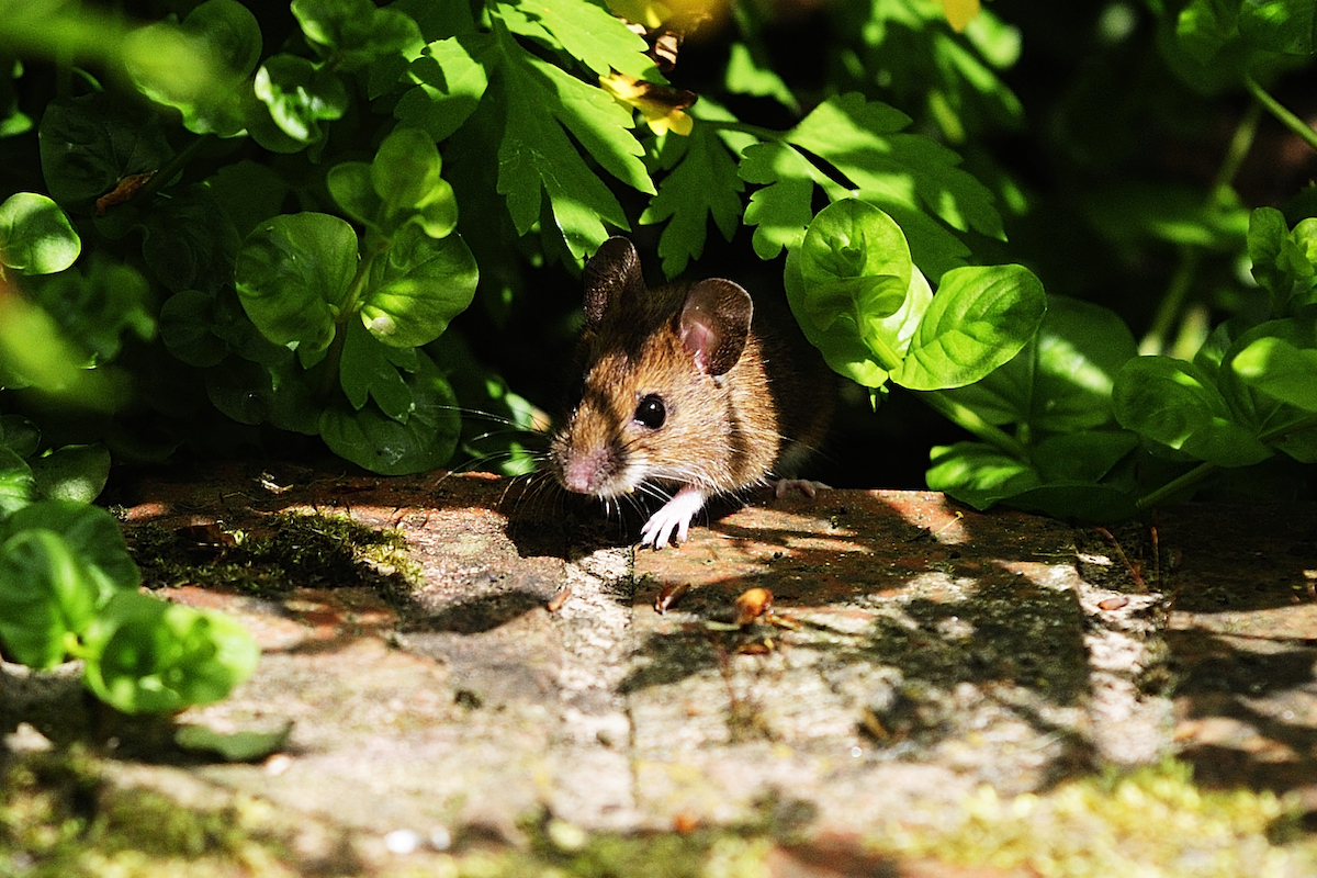 Mouse peeking out from a green plant outside