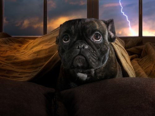 dog hiding under a blanket during a thunder storm