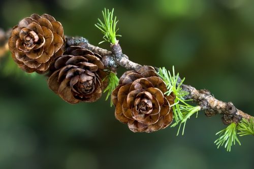 Larch branch with pine cones