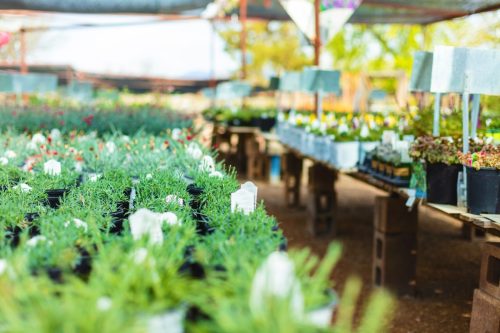 Retail Greenhouse in Springtime Vibrant Flowers and Plants Shallow DOF Photo Series - Matching 4K Video Available (Shot with Canon 5DS 50.6mp photos professionally retouched - Lightroom / Photoshop - original size 5792 x 8688 downsampled as needed for clarity and select focus used for dramatic effect)