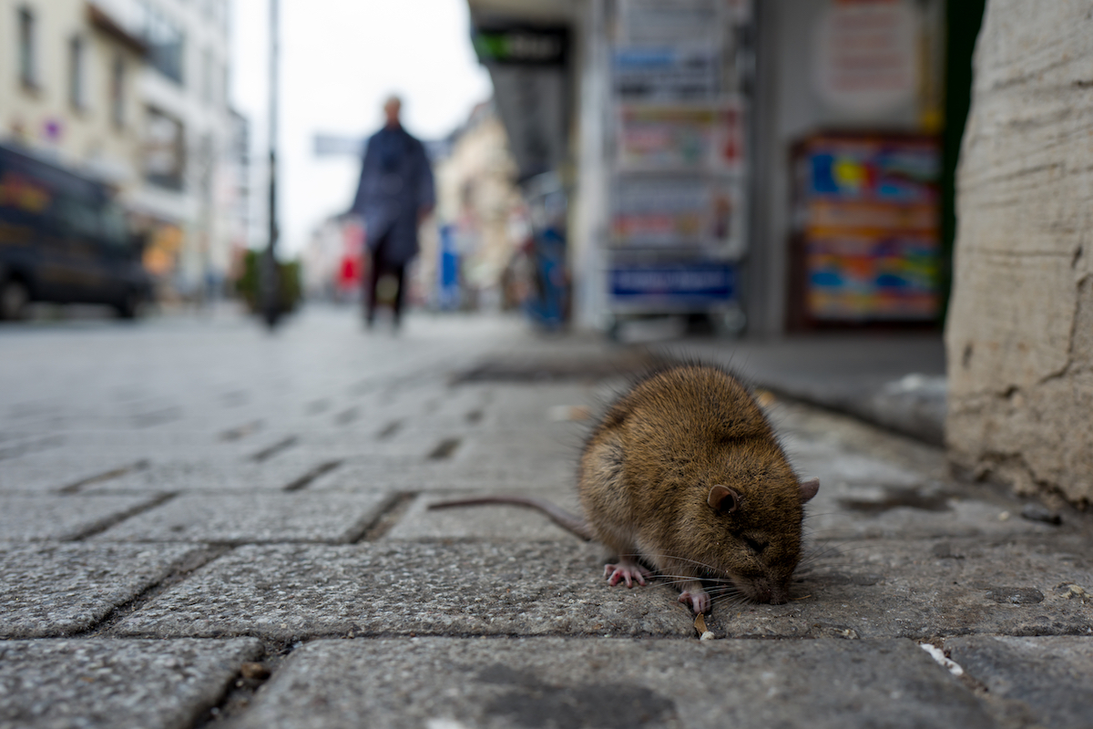 Rat on a city street
