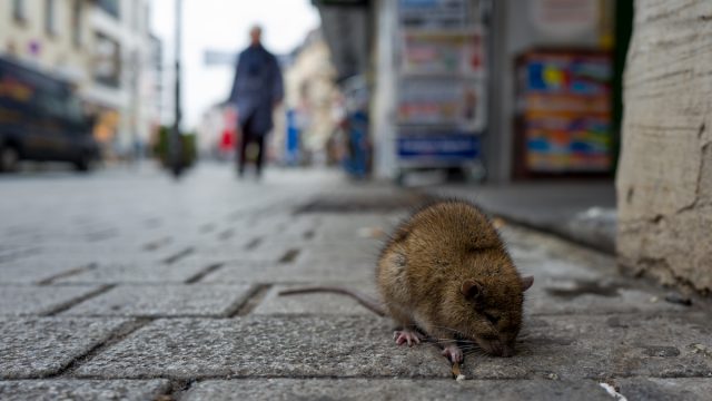 Rat on a city street