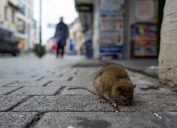 Rat on a city street
