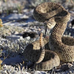A rattlesnake in a dry area outside ready to strike