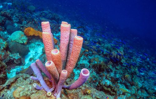 sea sponges in the Caribbean coral reef off the coast of the island of Bonaire