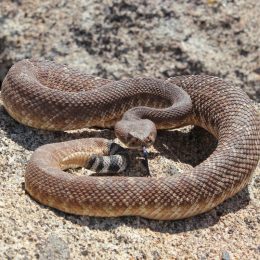 rattlesnake outdoors