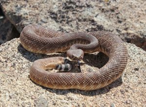 rattlesnake outdoors