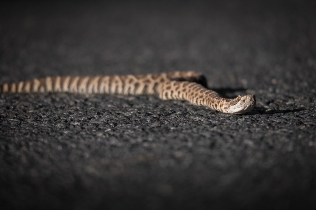 juvenile rattlesnake