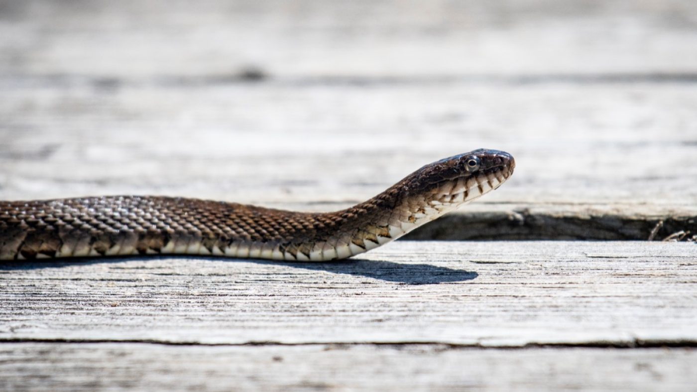 Stunned Mom and Son Find Snakes in Hotel, Slithering Under Door