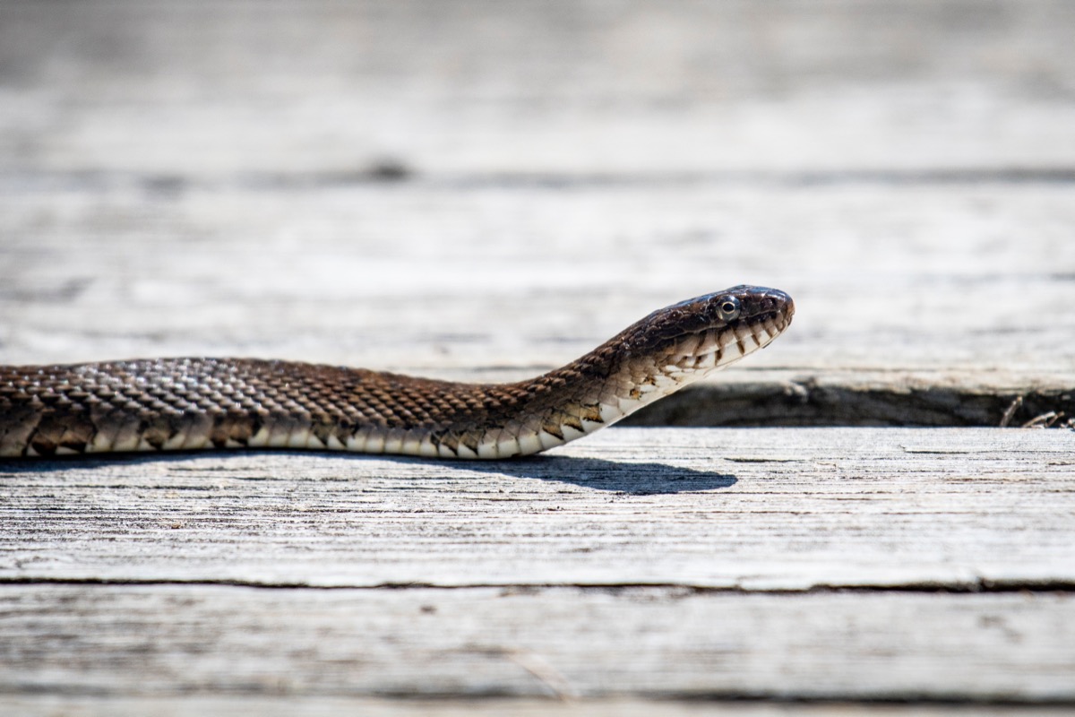 Snakes Could Be Hiding Inside Your Home, Expert Warns