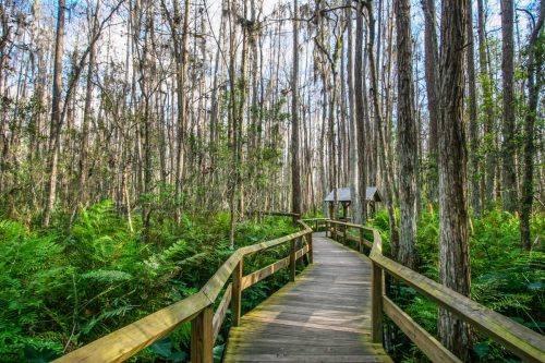 wooden deck in everglades national park