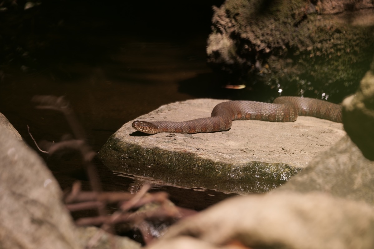 Stunned Mom and Son Find Snakes in Hotel, Slithering Under Door