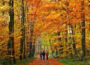 walking through autumn park