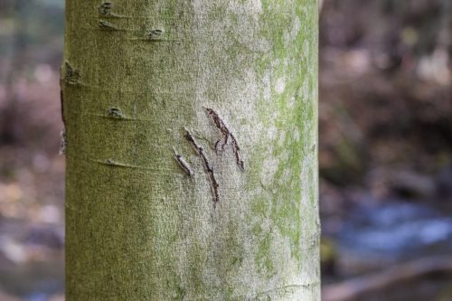 black bear claw mark on beech tree trunk