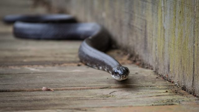 A large snake on a deck near a wall