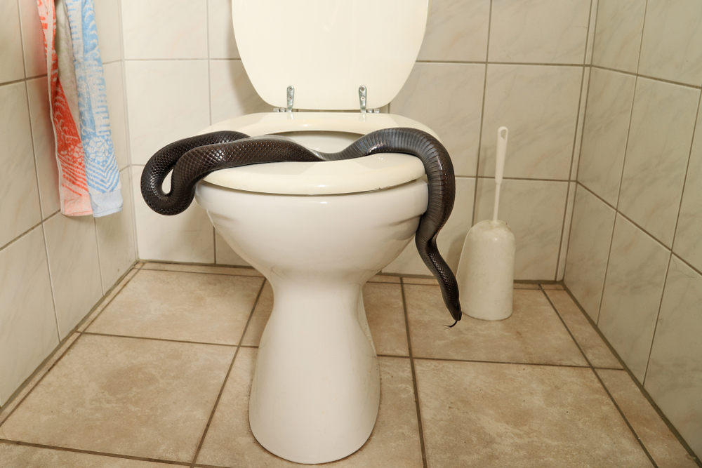 A black snake on top of a toilet bowl