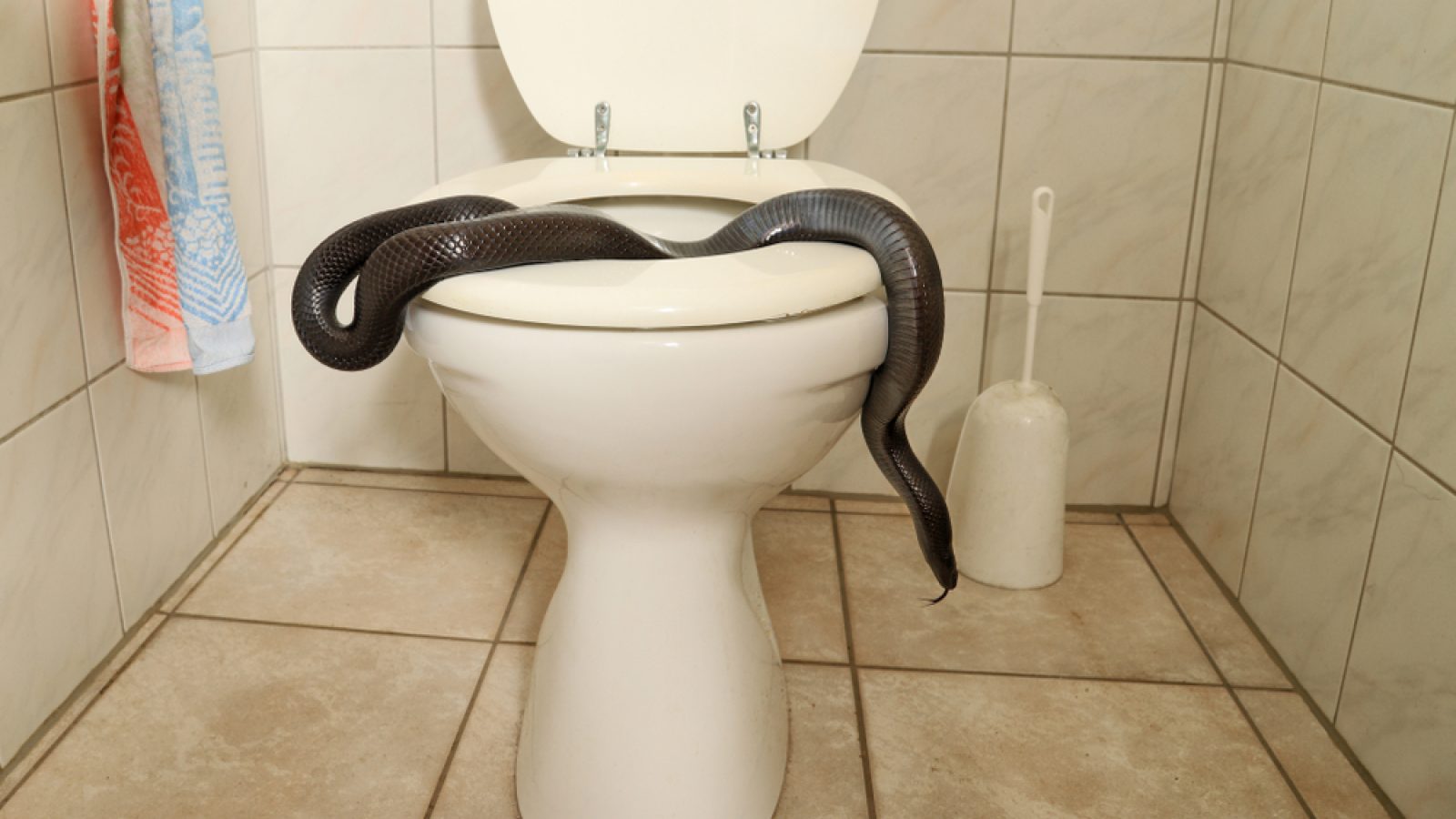 Woman Finds Snake in Her Toilet After Vacation — Best Life