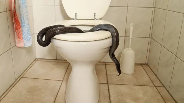 A black snake on top of a toilet bowl
