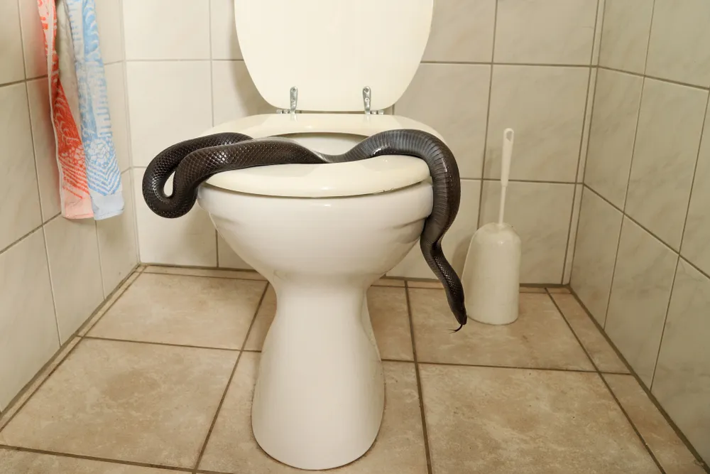https://bestlifeonline.com/wp-content/uploads/sites/3/2023/08/snake-toilet-woman-finds-after-vacation.jpg?quality=82&strip=all