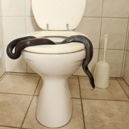 A black snake on top of a toilet bowl
