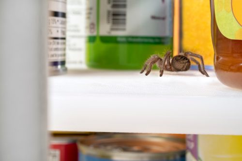 Macro photograph of a hairy spider who is hiding and crawling among the food in a household pantry. Focus is on the spider; the food packaging is out of focus.