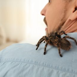 Man with tarantula at home, space for text. Arachnophobia (fear of spiders)