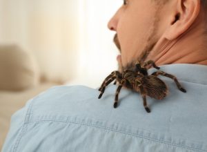Man with tarantula at home, space for text. Arachnophobia (fear of spiders)