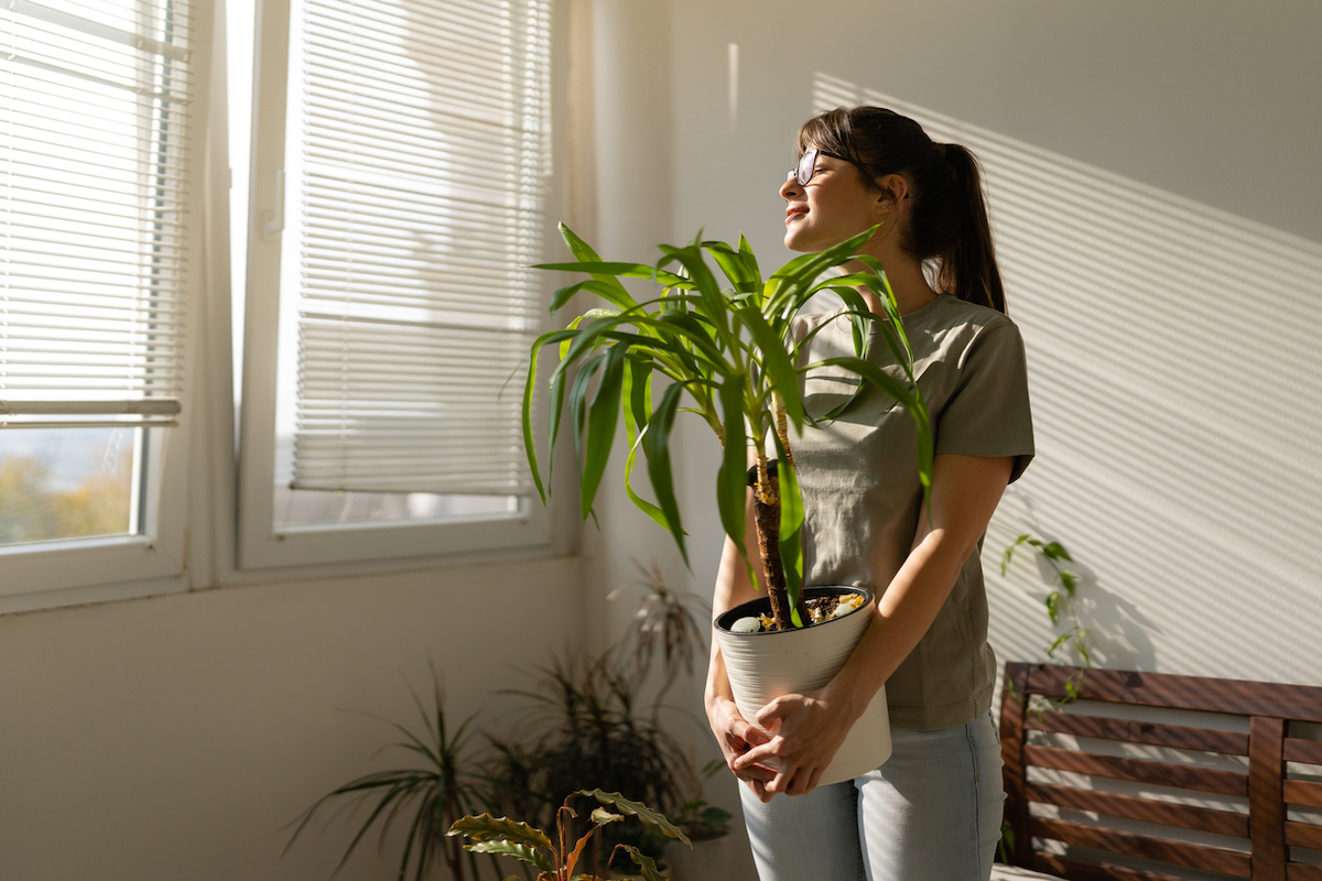 Front view of a woman holding a plant and looking through the window enjoying sunny day in her apartment