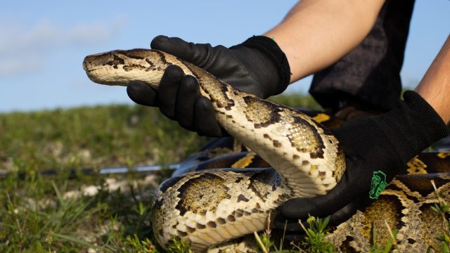 burmese python in Florida Everglades