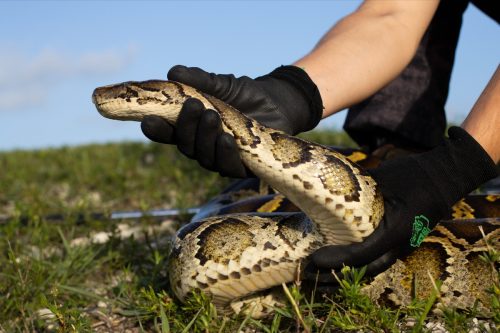 burmese python in Florida Everglades