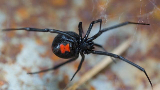 Black Widow Spider Making Web