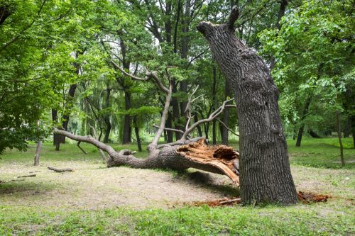 Dead Tree with Split Bark