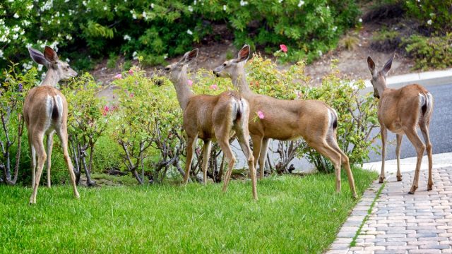 Multiple Deer Eating Plants in Yard