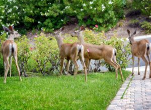 Multiple Deer Eating Plants in Yard