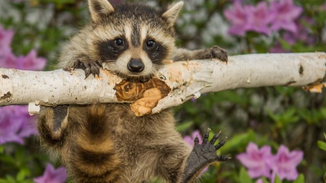Raccoon Eating a Tree