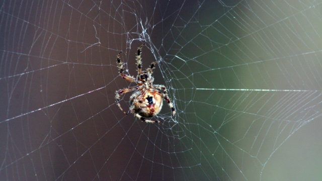 Orb,Spider,Building,Center,Of,Web,(dark,Background,,Underside,Of