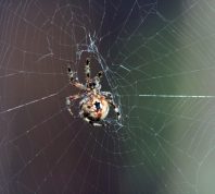 6 Ways to Spider-Proof Your Garage