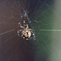 6 Ways to Spider-Proof Your Garage