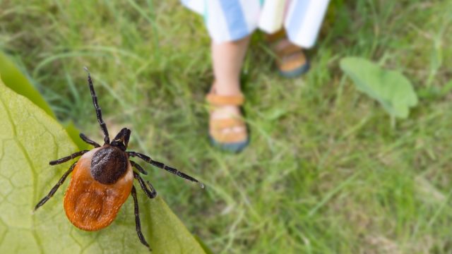 Dangerous deer tick and small child legs in summer shoes on grass. Ixodes ricinus. Parasite hidden on green leaf and little girl foots in sandals on lawn in nature park. Tick-borne disease prevention.