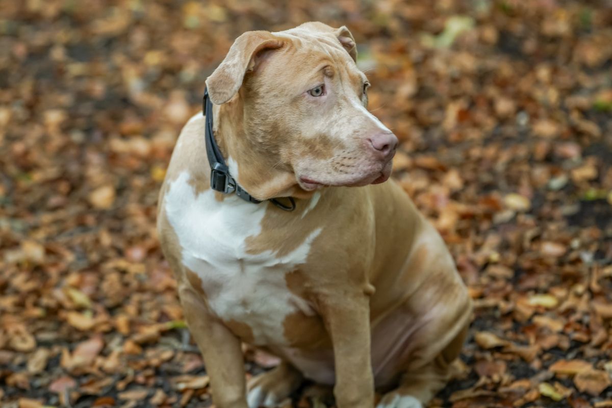 American Bully Dogs Banned in the U.K.—Could the U.S. Follow?