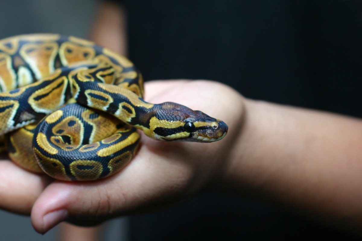 Giant Python Snakes Are Being Found in People’s Car Engines — Best Life