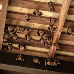 Several bats hanging from an inside roof