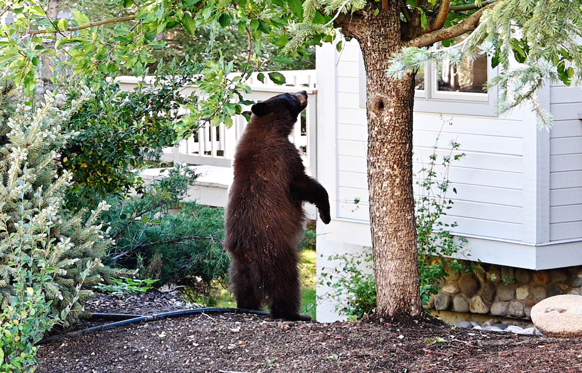 Young black/brown bear standing by tree next to a house, looking into the window.