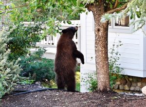 Young black/brown bear standing by tree next to a house, looking into the window.