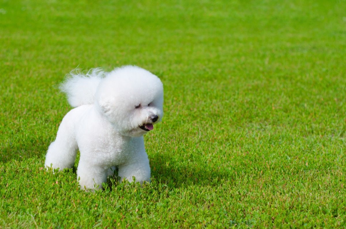 bichon frise on a green grass outdoors