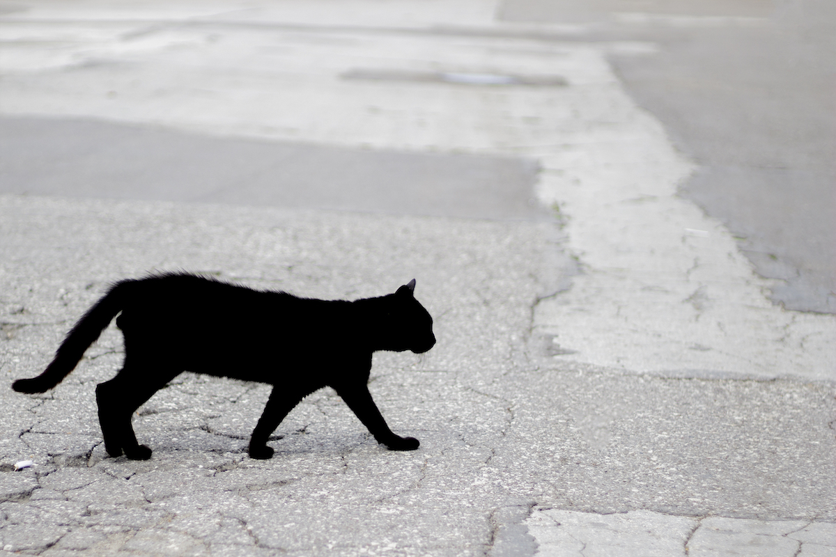 A black cat walking across a road.