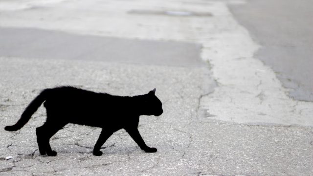 A black cat walking across a road.