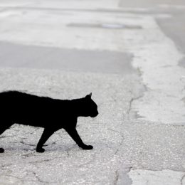 A black cat walking across a road.